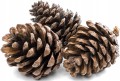 Duże Szyszki naturalne Pinus Niger 7cm - 500g_0