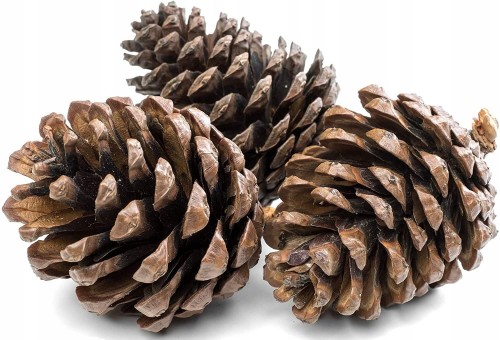 Duże Szyszki naturalne Pinus Niger 7cm - 500g_0