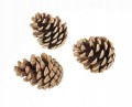 Duże Szyszki naturalne Pinus Niger 7cm - 500g_2