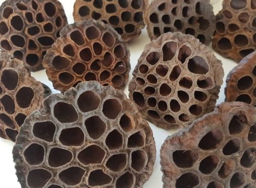 suszony kwiat lotosu do dekoracji