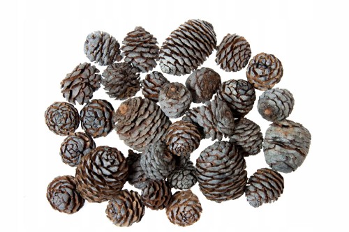 Szyszki Murri idealne do stroików 2-5cm - 200g_0